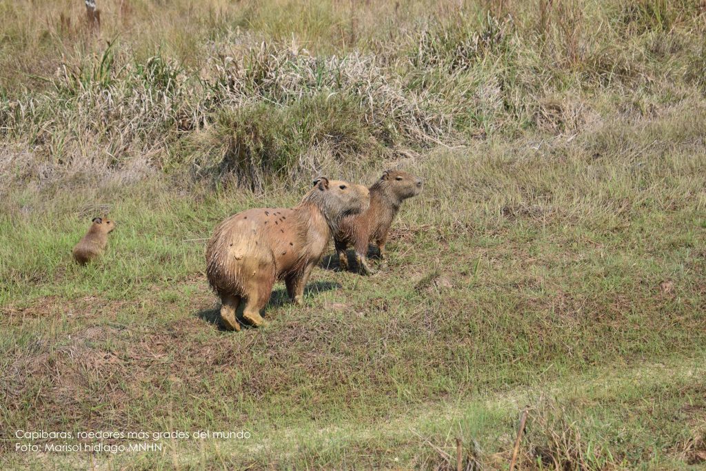 Capibaras roedor mas grande del mundo